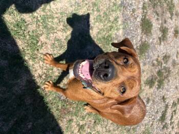 Rosie -  Labrador Retriever and Mixed Breed Dog for Adoption in Zimmerman, Minnesota - Rosie | PetCurious