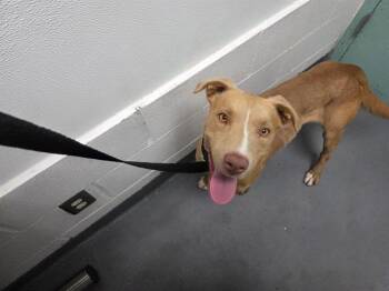 Pit Bull Terrier Dogs Available for Adoption in Antioch, California - ALUNA | PetCurious