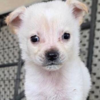 Rescue Chihuahua Dogs for Adoption in Lodi, California - Frank | PetCurious