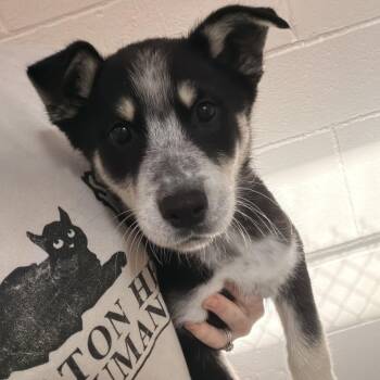 German Shepherd Dog Dogs Available for Adoption - Draco | PetCurious