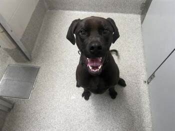 Boxer and Mixed Breed Dogs Available for Adoption - HANK | PetCurious