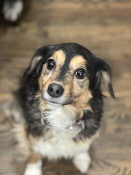 Rescue Australian Shepherd Dogs for Adoption in Nashville, Tennessee - Sadie | PetCurious