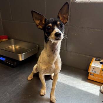 TUSC-Stray-85412 -  Chihuahua and Terrier Dog for Adoption in Tuscaloosa, Alabama - TUSC-Stray-85412 | PetCurious