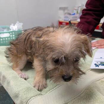 Brody -  Terrier Dog for Adoption in Chico, California - Brody | PetCurious