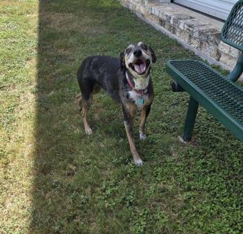 Sweetie -  Catahoula Leopard Dog Dog for Adoption in Schertz, Texas - Sweetie | PetCurious