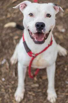 Joomble -  Mixed Breed Dog for Adoption in Chamblee, Georgia - Joomble | PetCurious