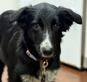 Rescue Australian Shepherd Dogs for Adoption in Crossville, Tennessee - Livvy (Baby) | PetCurious