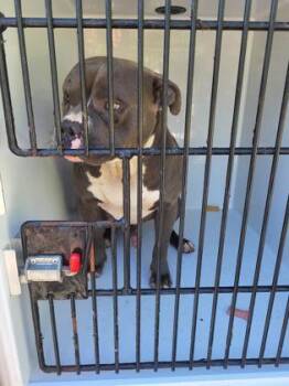 Boss -  Pit Bull Terrier Dog for Adoption in Atlanta, Georgia - Boss | PetCurious