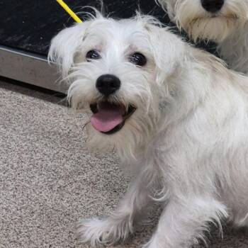 Schnauzer and Poodle Dogs Available for Adoption in Ardmore, Oklahoma - Arlow | PetCurious