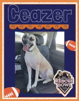 Shepherd and Mastiff Dogs Available for Adoption - Ceazer | PetCurious