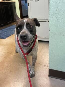 Pit Bull Terrier and Cattle Dog Dogs Available for Adoption in New Braunfels, Texas - “Soup” | PetCurious