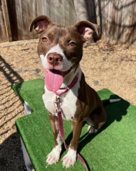 Mixed Breed Dogs Available for Adoption - Layla | PetCurious