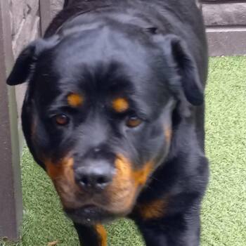 Rottweiler Dogs Available for Adoption - Pudge 1456 | PetCurious
