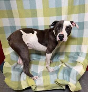 Pit Bull Terrier Dogs Available for Adoption in Lafayette, Louisiana - Beebop | PetCurious