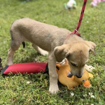 Labrador Retriever and Hound Dogs Available for Adoption in Locust Fork, Alabama - General | PetCurious
