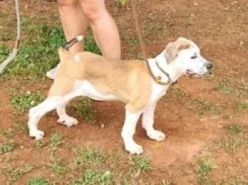 Tommy Pickles -  Great Pyrenees and Mixed Breed Dog for Adoption in Morristown, New Jersey - Tommy Pickles | PetCurious