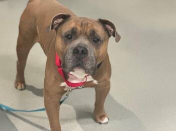Captain Champ -  Mixed Breed Dog for Adoption - Captain Champ | PetCurious