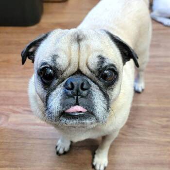 Rescue Pug Dogs for Adoption in Alvin, Texas - Tommy | PetCurious