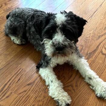 Miniature Schnauzer Dogs Available for Adoption in Stokesdale, North Carolina - Snoopy | PetCurious
