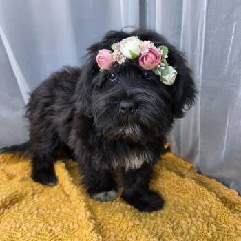 Melanie -  Shih Tzu Dog for Adoption in Foley, Alabama - Melanie | PetCurious
