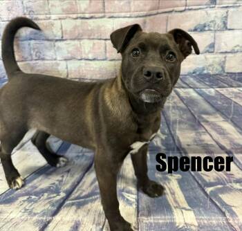 Labrador Retriever and Boxer Dogs Available for Adoption - Spencer | PetCurious