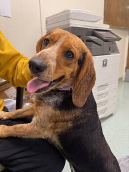 Beagle Dogs Available for Adoption in Teterboro, New Jersey - Meryl | PetCurious