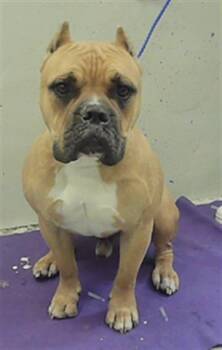 American Staffordshire Terrier and Mixed Breed Dogs Available for Adoption - SIMBA | PetCurious