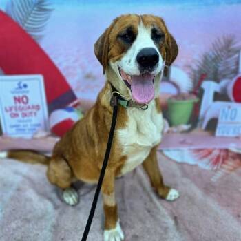 DUKE -  Saint Bernard and Mixed Breed Dog for Adoption in Long Beach, California - DUKE | PetCurious