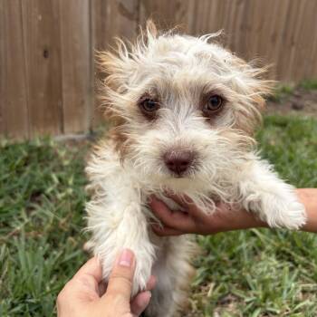 Shih Tzu Dogs Available for Adoption - Peach | PetCurious