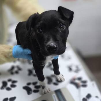 Thwomp -  Pit Bull Terrier and Mixed Breed Dog for Adoption in Incline Village, Nevada - Thwomp | PetCurious