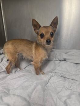 Eleanor -  Chihuahua Dog for Adoption in Catasauqua, Pennsylvania - Eleanor | PetCurious