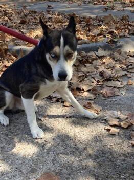 FORTUNE -  Mixed Breed Dog for Adoption in Dallas, Texas - FORTUNE | PetCurious