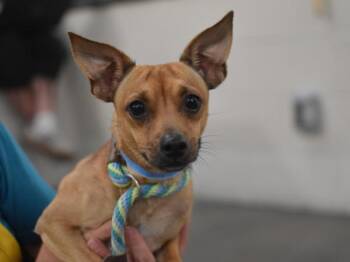 Triscuit -  Chihuahua Dog for Adoption in Portland, Oregon - Triscuit | PetCurious