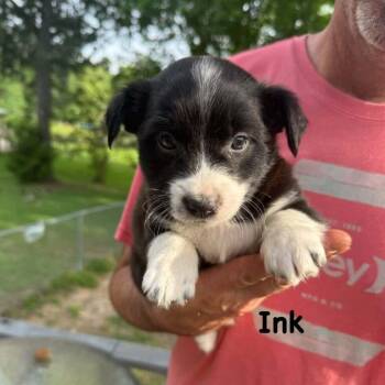 Border Collie Dogs Available for Adoption in Niagara Falls, Ontario - Ink (20260518-01) | PetCurious