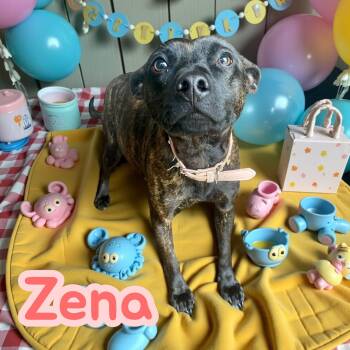 Terrier Dogs Available for Adoption - Zena | PetCurious