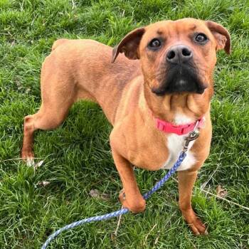 Rottweiler and Boxer Dogs Available for Adoption in Logan, Utah - Zinnia | PetCurious