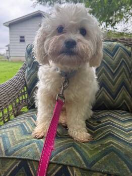Rudy -  Miniature Poodle and Bichon Frise Dog for Adoption - Rudy | PetCurious