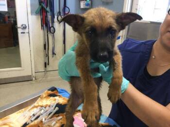 ARCTIC -  German Shepherd Dog Dog for Adoption in Riverside, California - ARCTIC | PetCurious