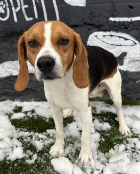 Beagle Dogs Available for Adoption - Elijah *foster Needed*  | PetCurious
