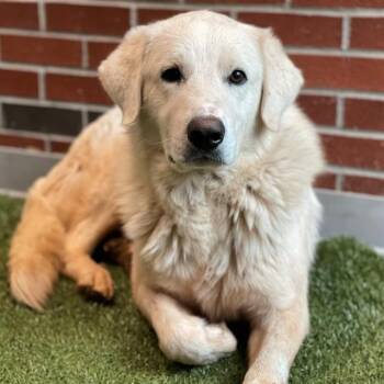 Great Pyrenees and Mixed Breed Dogs Available for Adoption in Edmond, Oklahoma - CLAY WALKER | PetCurious