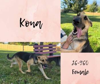 Kona -  German Shepherd Dog Dog for Adoption in Georgetown, Kentucky - Kona | PetCurious