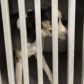 Husky and Shepherd Dogs Available for Adoption in Greensboro, North Carolina - Lexie | PetCurious