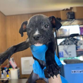 Mixed Breed Dogs Available for Adoption - Cupid | PetCurious