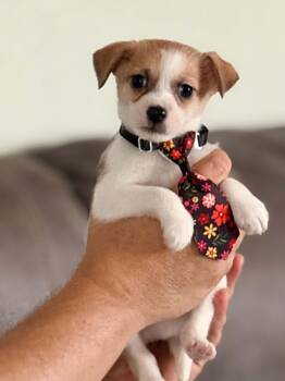 Nutty Buddy -  Shih Tzu and Chihuahua Dog for Adoption in West Richland, Washington - Nutty Buddy | PetCurious