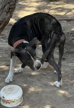 Carousel -  Pit Bull Terrier and Mixed Breed Dog for Adoption in Fresno, California - Carousel | PetCurious