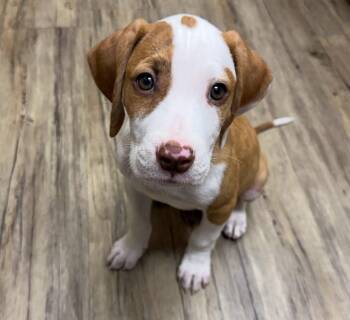 Copper -  Coonhound Dog Available for Adoption in WDM, Iowa - Copper | PetCurious