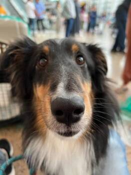 Soul -  Shetland Sheepdog Sheltie Dog for Adoption in Seattle, Washington - Soul | PetCurious