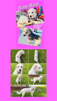 BON BON -  Fox Terrier and Poodle Dog for Adoption in Jackson, Tennessee - BON BON | PetCurious