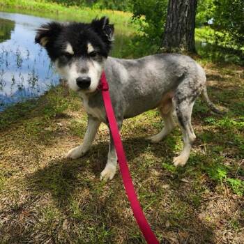 Oakley -  Alaskan Malamute and Mixed Breed Dog for Adoption in Houston, Texas - Oakley | PetCurious