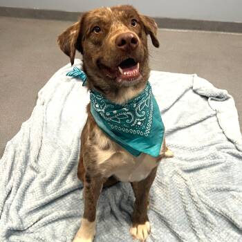 Mixed Breed and Labrador Retriever Dogs Available for Adoption in Canal Winchester, Ohio - Orion | PetCurious